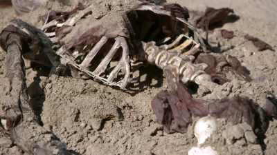 Bigham: IT WAS ALMOST LIKE
A CHEMICAL SMELL, - Bloodlands