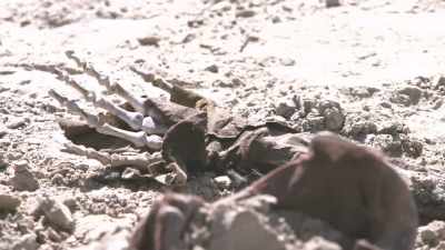 Bigham:
IT'S AUGUST IN THE DESERT. - Bloodlands