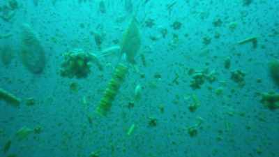 Billions of microscopic algae
called phytoplankton multiply. - Our Great National Parks
