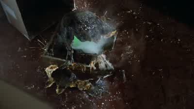 Billy... It just hatched. I'll be right there. - Gremlins
