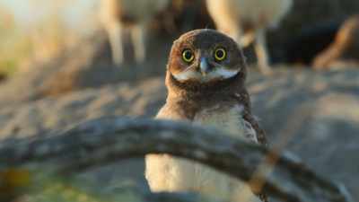 -Binocular vision and acute hearing...
-(SCREECHES) - Super/Natural