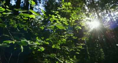 Biological organisms
adapt their biology - Heal