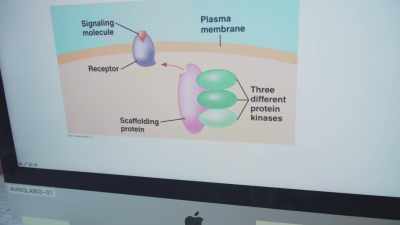 BIOLOGIST: And this is
the three different proteins - How To with John Wilson