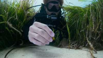 Biologists are now striving to not
only protect the remaining meadows, - The Green Planet
