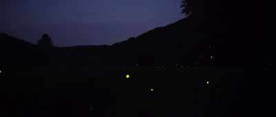 Bioluminescence evolved
among fireflies - Alien Worlds