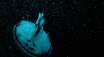 Bioluminescence is
biologically produced light, - Mysteries of the Deep