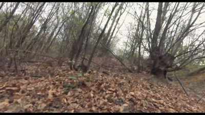 [BIRD CALLS] - The Truffle Hunters