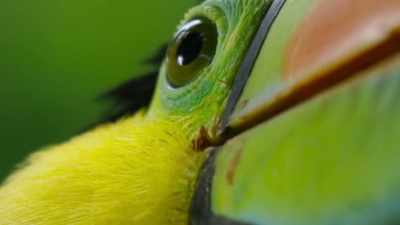 BIRD CALLS - The Green Planet