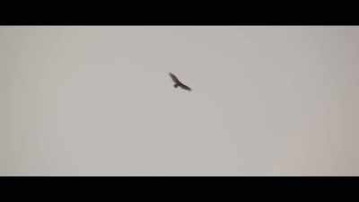 [bird cawing] - Identifying Features