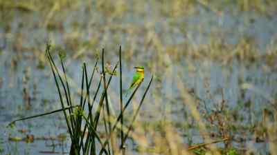 (BIRD SINGING) - Predators