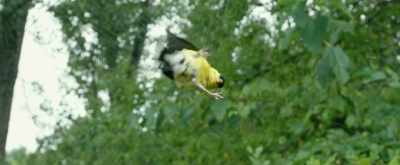 [bird squawking] - The Quiet Epidemic