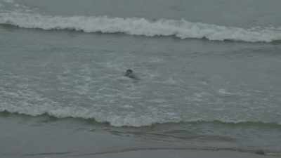 [bird squawking] [sea roaring] - Haulout