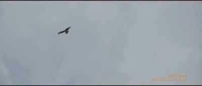 [bird squawks] - Theodosia