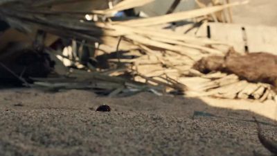 [Bird squawks] - Fear the Walking Dead