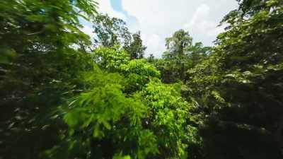 BIRDS AND ANIMALS CALL - The Green Planet