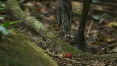 BIRDS AND ANIMALS CALL - The Green Planet