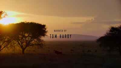 (BIRDS AND ANIMALS CALLING) - Predators