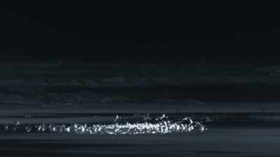 Birds are not a big cat's usual prey, - Planet Earth III