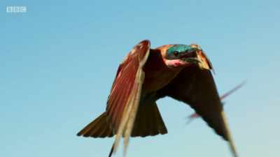 BIRDS CALL - Planet Earth: A Celebration