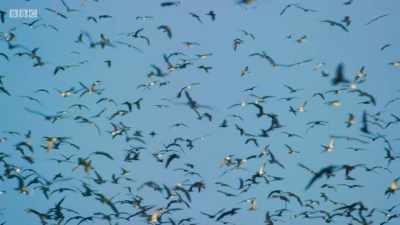 BIRDS CALL - Planet Earth: A Celebration