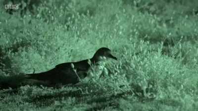 BIRDS CALL - Wales: Land of the Wild