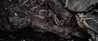(birds calling) - Deep Woods