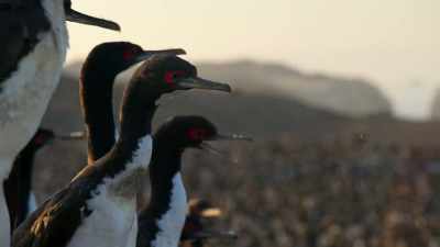 [birds calling] - Our Planet