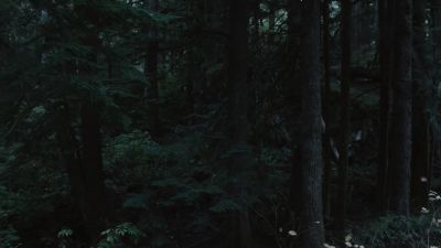 [birds calling] - Twin Peaks