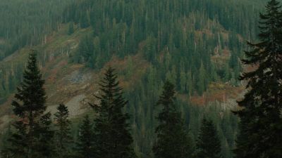 [birds cawing] - Twin Peaks