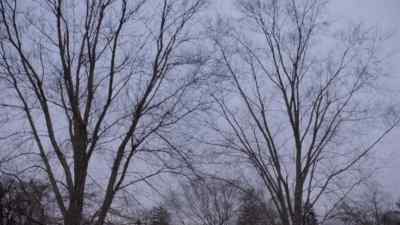 (birds cawing) - The Americans