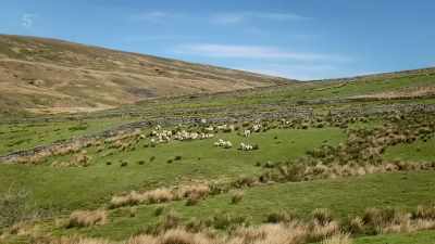 BIRDS CHEEP - Our Yorkshire Farm