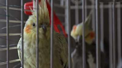 [birds chirping & squawking] - A Decent Home