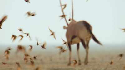 (BIRDS CHIRPING) - Exterminate All the Brutes