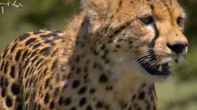 [birds chirping] - David Attenborough: A Life on Our Planet