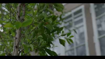 (BIRDS CHIRPING) - I'll Be Gone in the Dark
