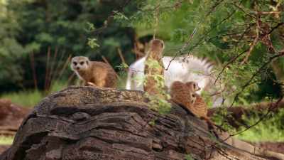 (BIRDS CHIRPING) - Magic of Disney's Animal Kingdom