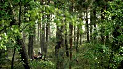 (BIRDS CHIRPING) - Wallander