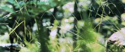 [birds chirping] - Companion