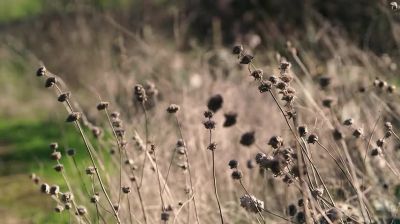 (birds chirping) - Nova