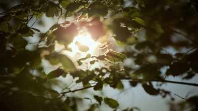 (BIRDS CHIRPING) - Super/Natural