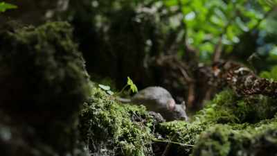 (BIRDS CHIRPING) - Super/Natural