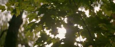 [BIRDS CHIRPING] - Last Night on Earth