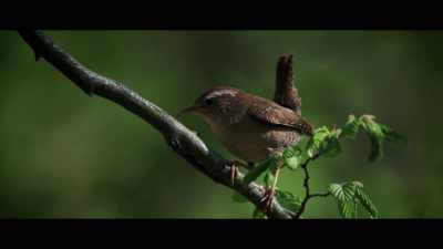 (birds chirping) - Warchief