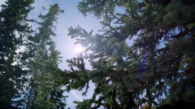 (birds chirping) - Christmas at the Chalet