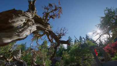 (birds chirping) - Trees and Other Entanglements