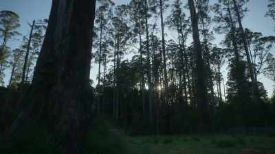 (birds chirping) - The Clearing