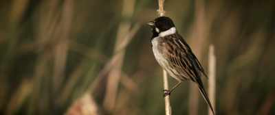 [birds chirping] - A Southern Haunting
