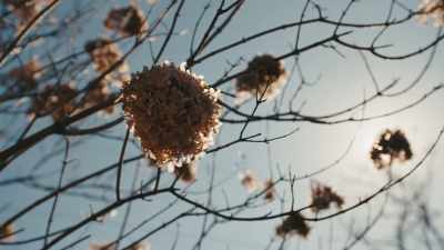 (birds chirping) - Phoenix Rising