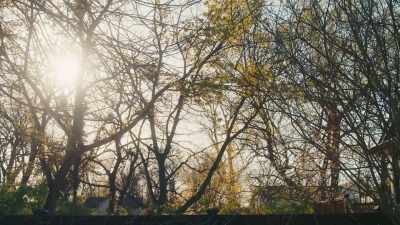 (birds chirping) - Phoenix Rising