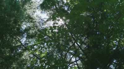 [ Birds chirping ] - Ambient Swim
